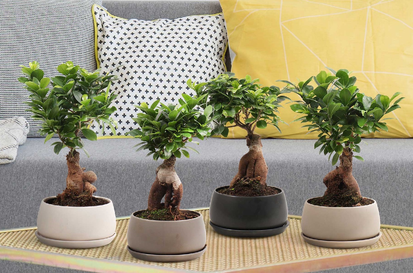 Cómo Cuidar un Árbol Bonsái - Tipos de Árboles Bonsái, Precio y Cuidados