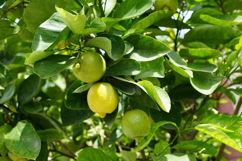 Si può coltivare un albero di limoni in vaso?