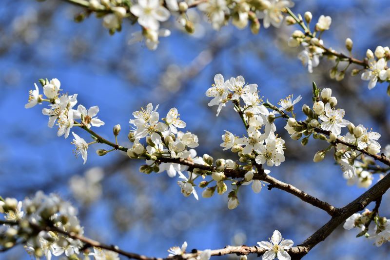 Spring and summer garden shrubs