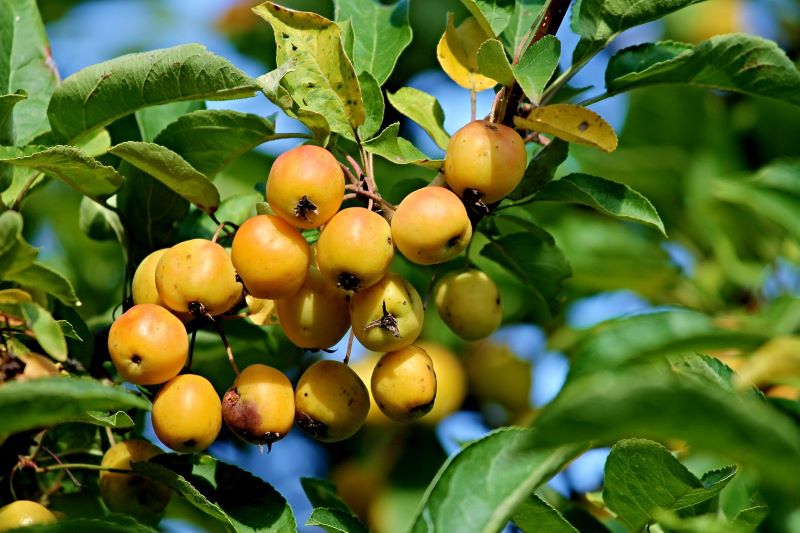 Perennial ornamental fruit trees for a garden