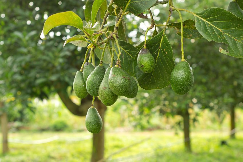 ¿Cuánto tiempo se puede plantar un aguacate a partir de una semilla?