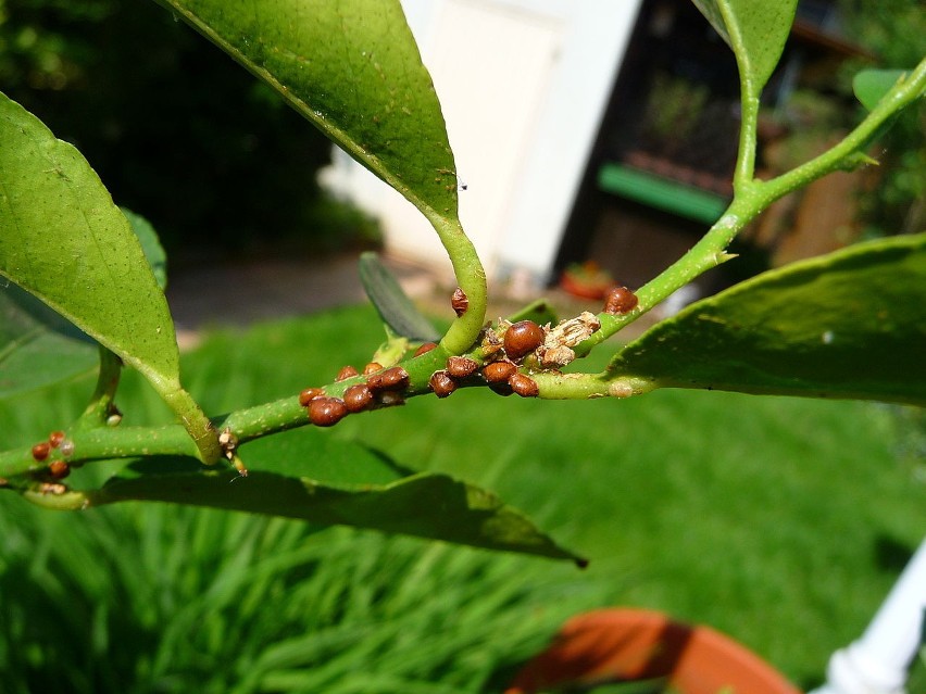 Pesticides chimiques contre les cochenilles