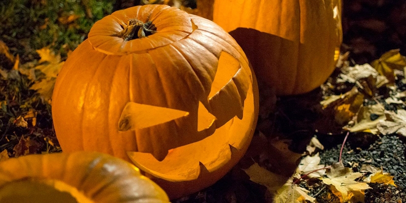 Halloween pumpkin leaves