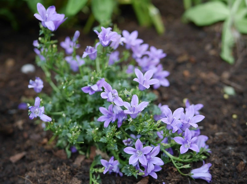 Campanula dalmata - malattie e parassiti che minacciano la pianta