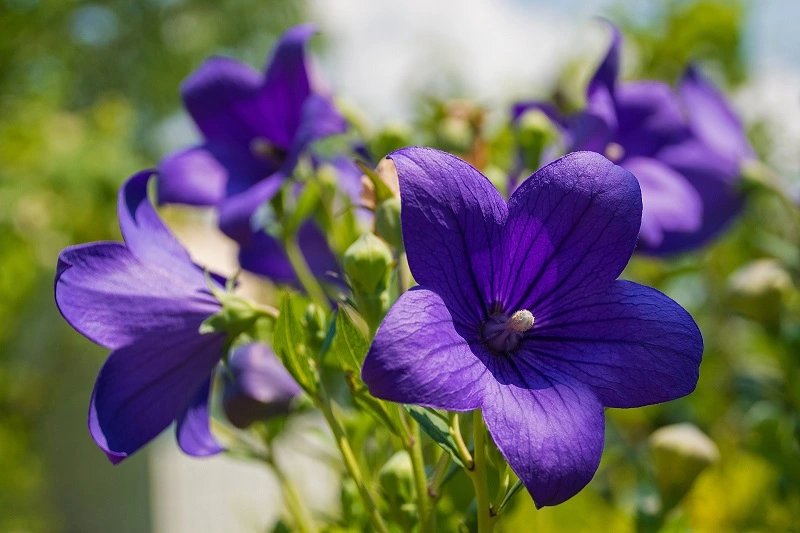 Altre varietà di campanule popolari