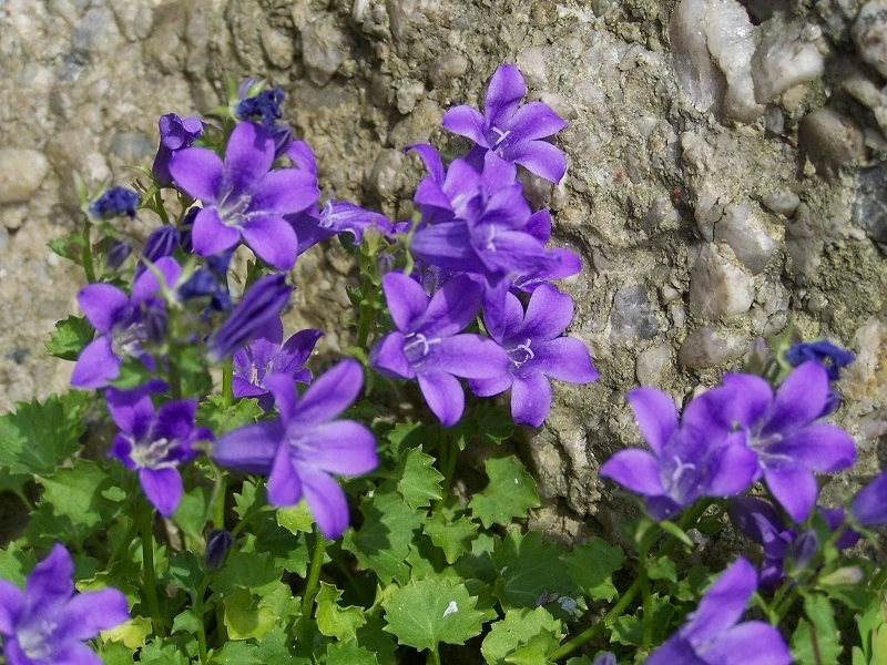 ¿Necesita la campanilla dálmata ser regada y abonada con regularidad?