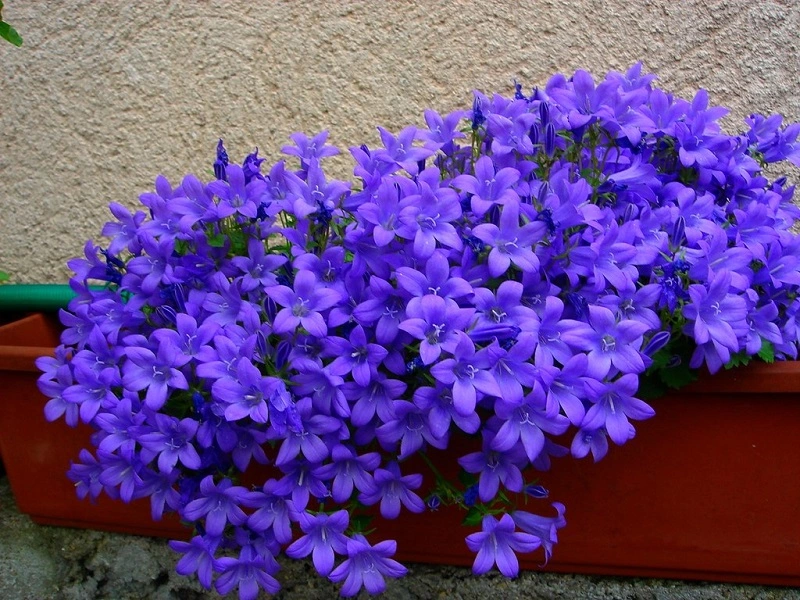 Come potare la campanula dalmata?