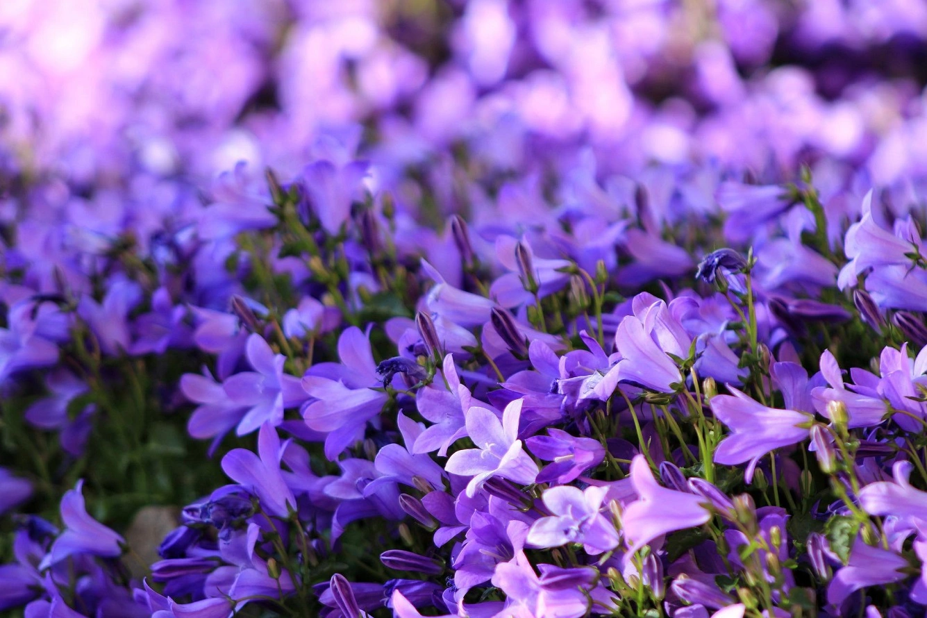 Campanula Dalmata - Scopri tutto sulla Campanula Portenschlagiana