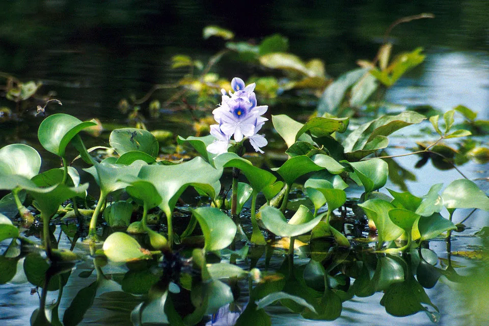 Wasserhyazinthe (Eichhornia crassipes)