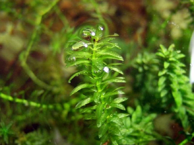 Kanadische Wasserpest (Elodea canadensis)