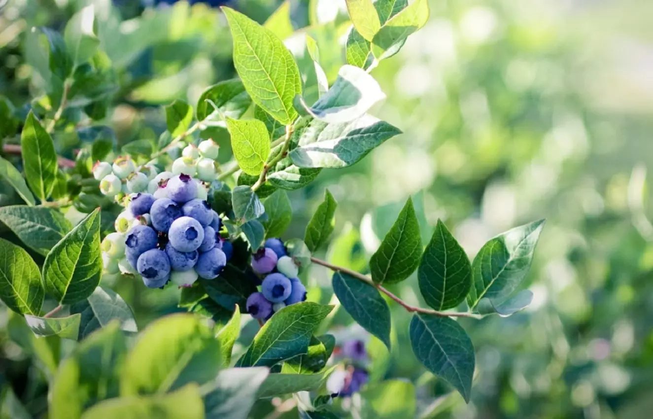 Arándanos - Guía Práctica para el Cultivo de Arándanos