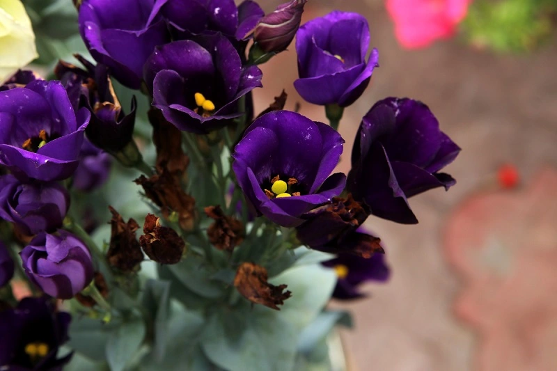 Les lisianthus en pot - la forme la plus populaire