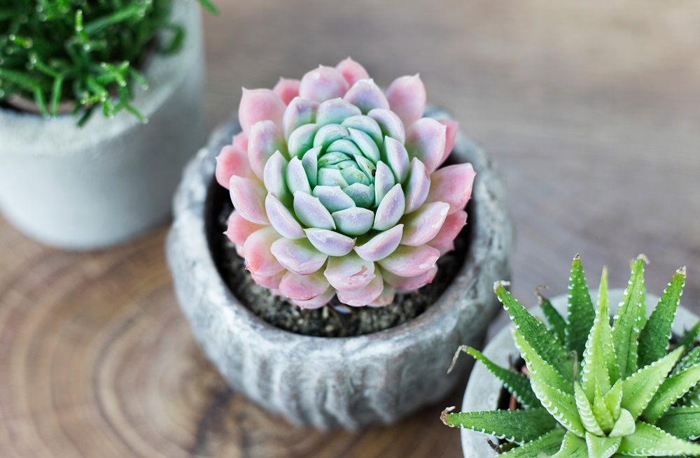 Echeveria - dekorative Fensterbankpflanzen