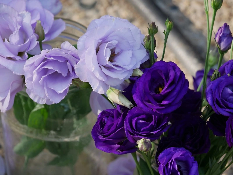 Le lisianthus est-il vulnérable aux maladies et aux parasites ?