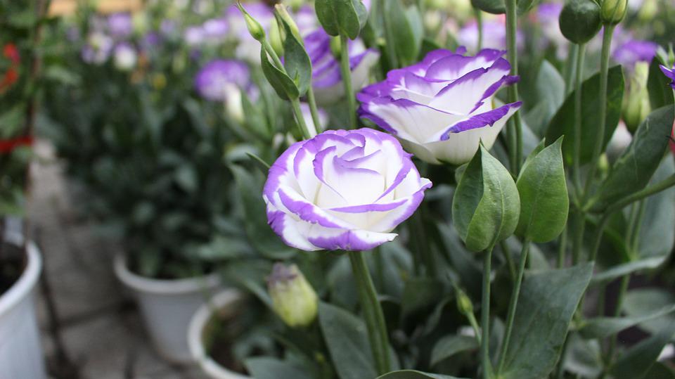 Lisianthus - quelle est cette plante et d'où vient-elle ?