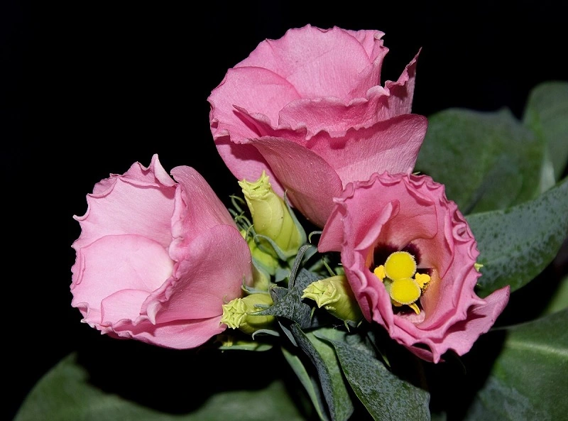 Lisianthus - cultivars remarquables