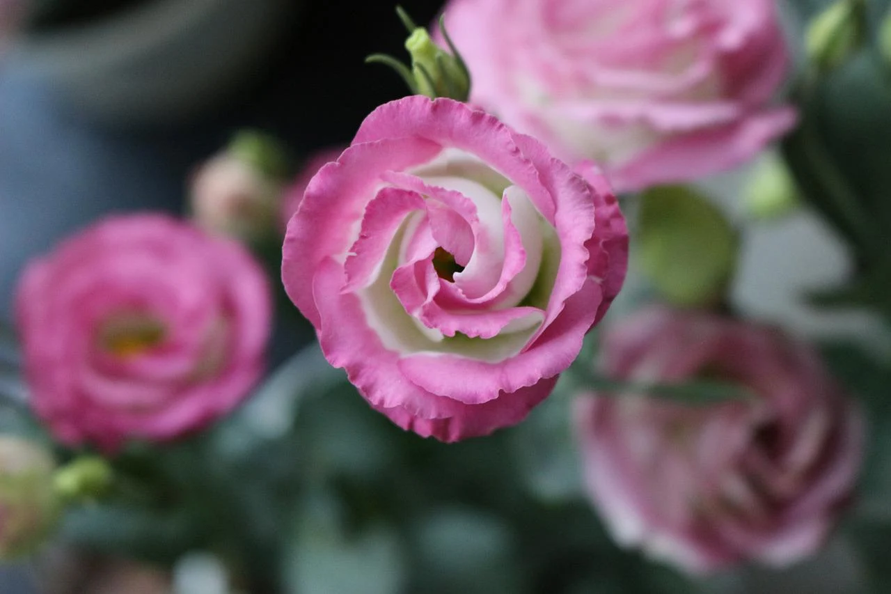 Lisianthus Pflege - Lernen Sie, Wie Man Schillernde Eustoma Blumen Wachsen Lässt