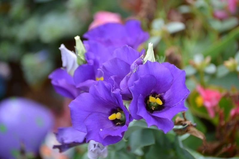 Quali sono le condizioni migliori per le piante di lisianthus?