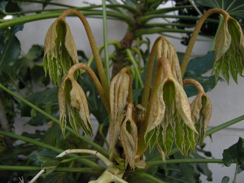 La fatsia japonica è vulnerabile a parassiti e malattie?