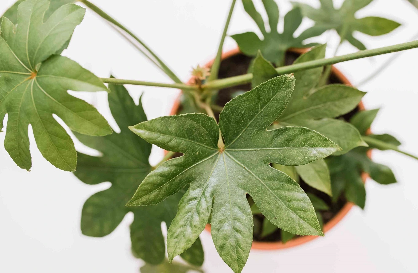 Fatsia Japonica - Guida alla Cura, Propagazione, Parassiti, Problemi