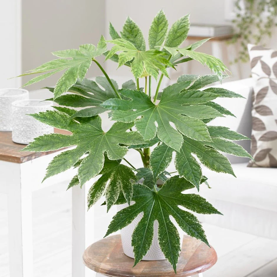 Fatsia japonica - Varietà popolari