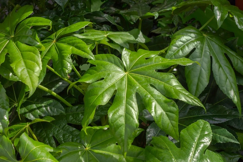 Fatsia japonica - coltivazione ed esigenze di base della pianta