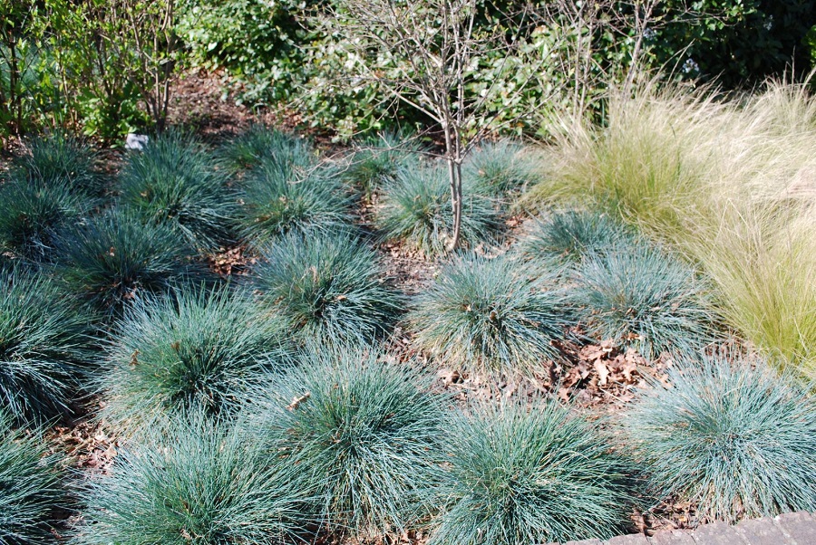 Blauschwingel (Festuca glauca)