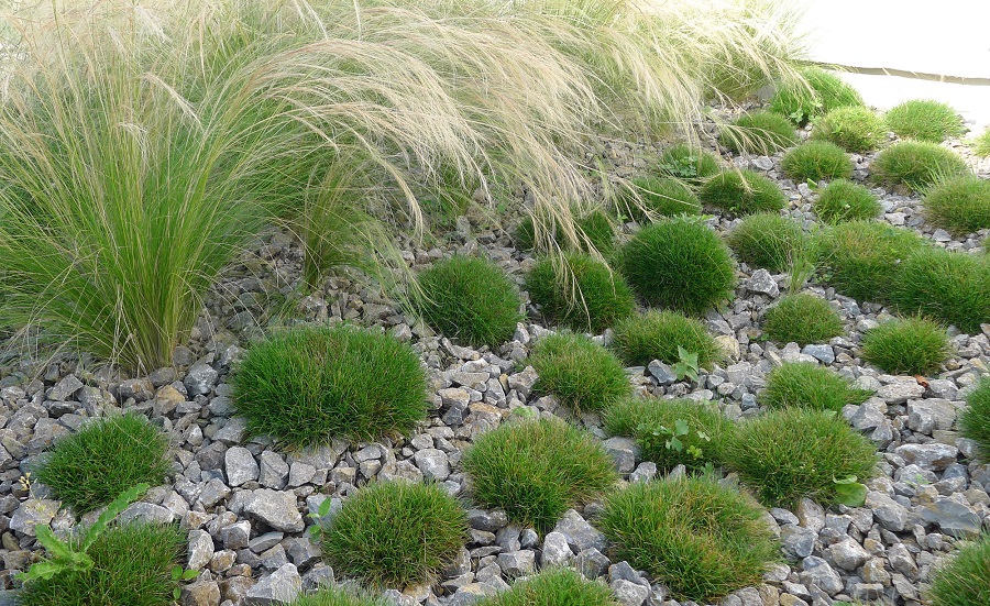 Festuca piel de oso (Festuca scoparia)