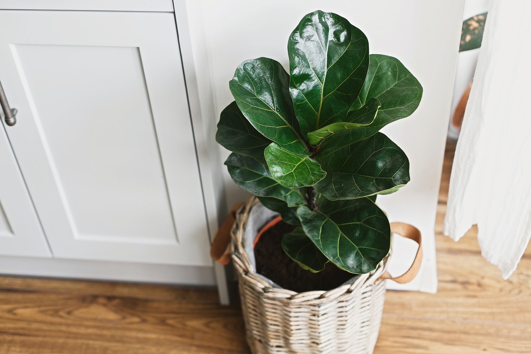 Ficus lyrata - plante d'intérieur élégante et noble