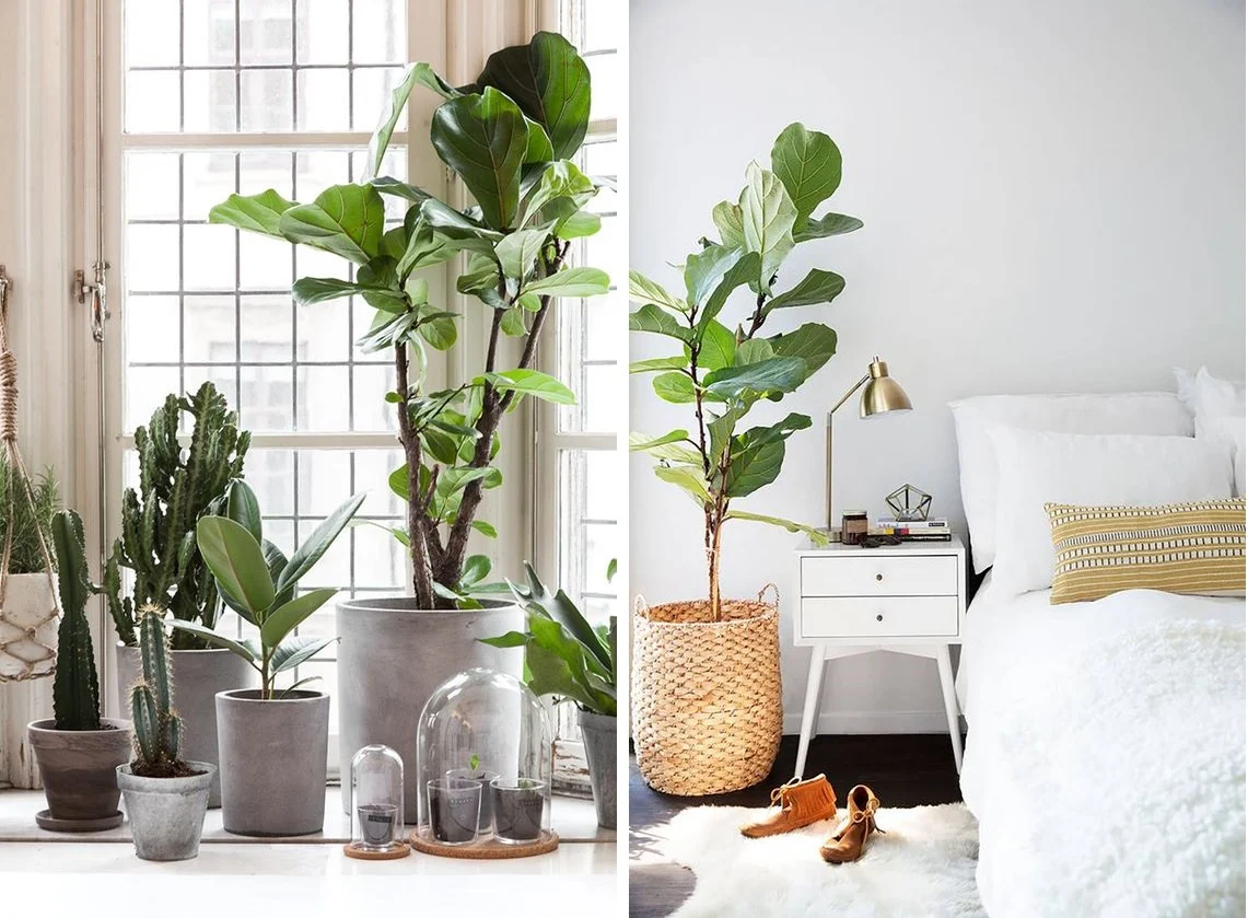 Ficus - plantes d'intérieur