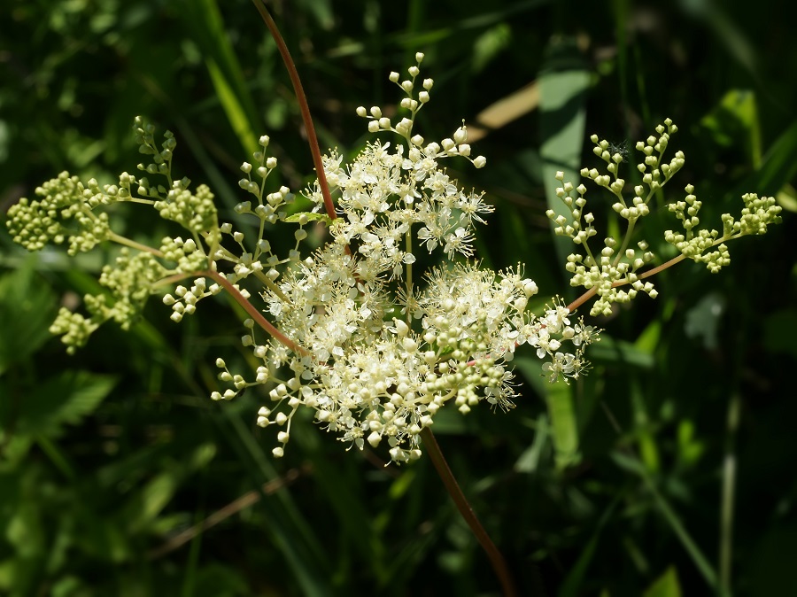 Reina de los prados (Filipendula ulmaria)