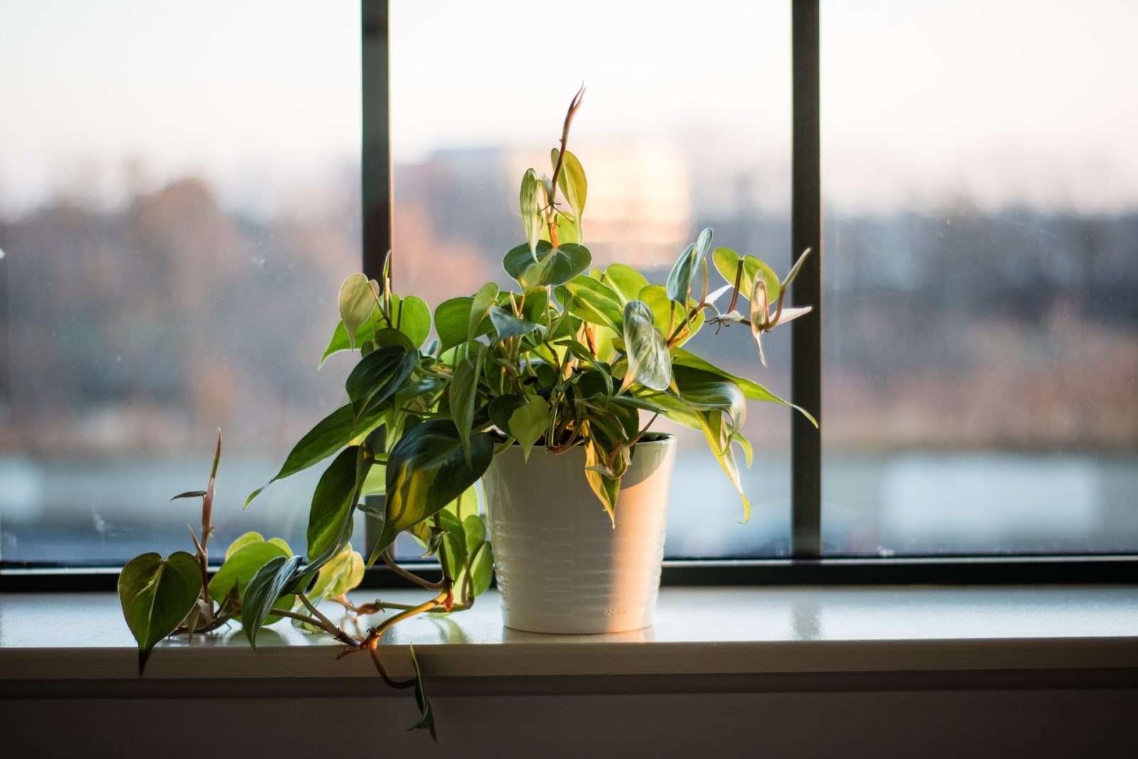 Philodendron - piante da camera da letto