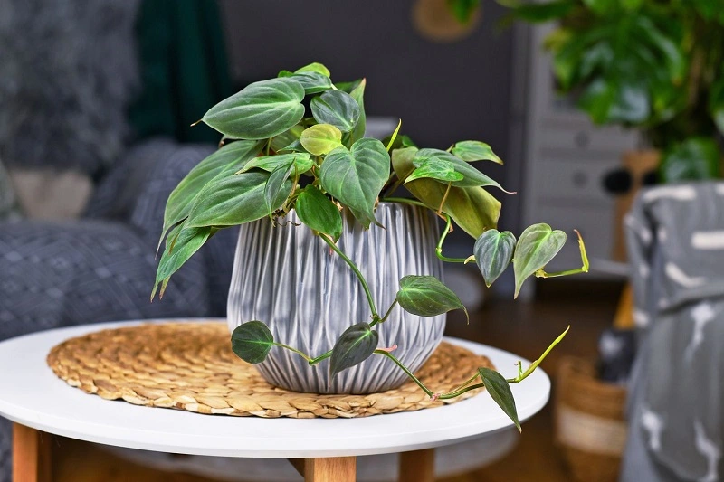 Philodendron à feuilles de cœur