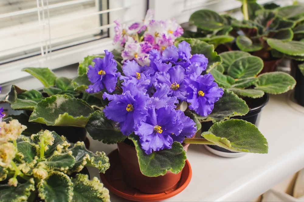 African violets - small kitchen plants