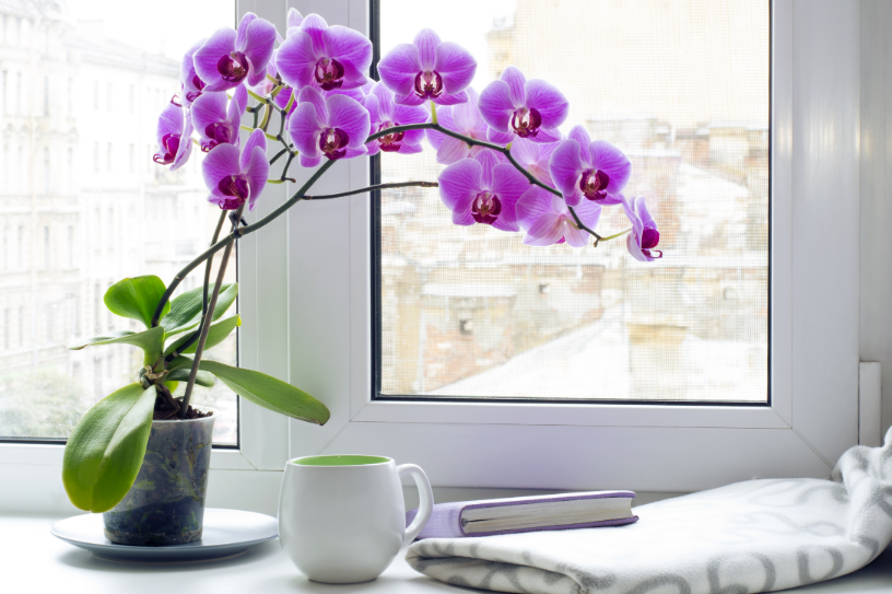 How to care for orchids at home?