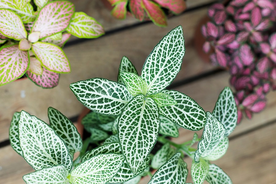 Fittonia - variedades