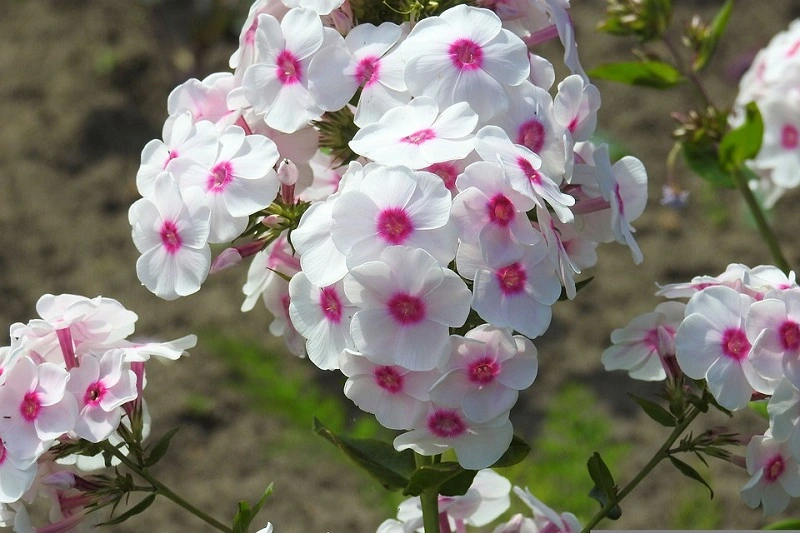 Phlox - caratteristiche