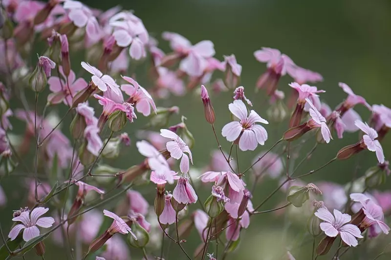 Di quale posizione e terreno hanno bisogno i fiori di phlox?