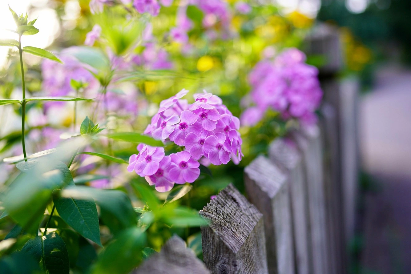 Come Coltivare il Phlox - Varietà di Fiori, Colori, Irrigazione e Cura