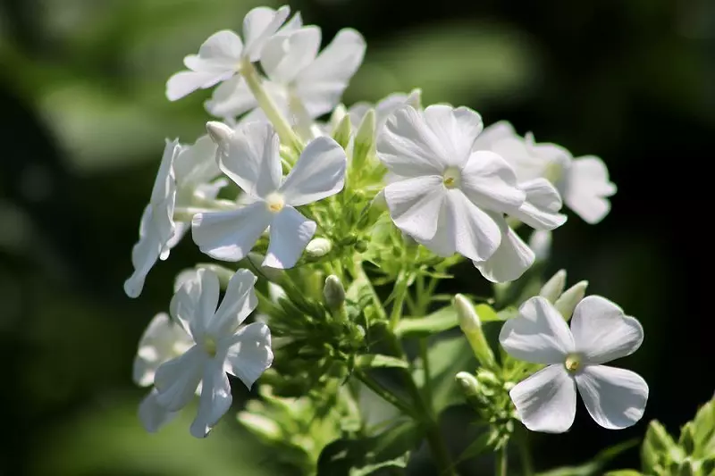 Quali sono i fiori migliori da abbinare al phlox?