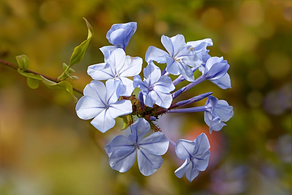 Muschio phlox