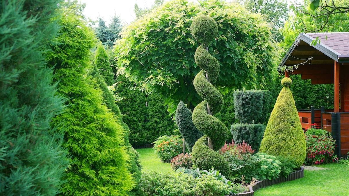 Landscape design shrubs