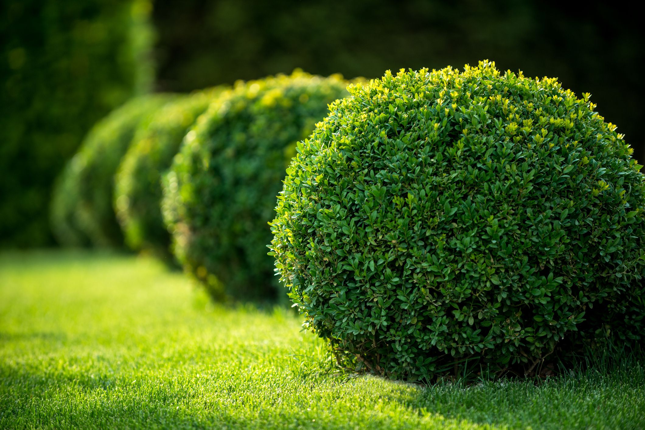 Paesaggio del cortile con arbusti sagomati