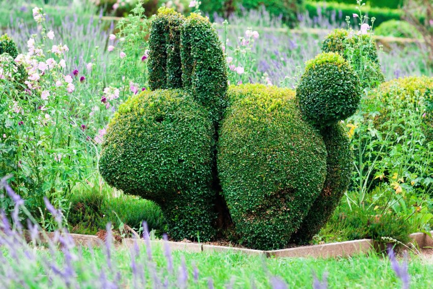 Arbustos para el conejo de jardín