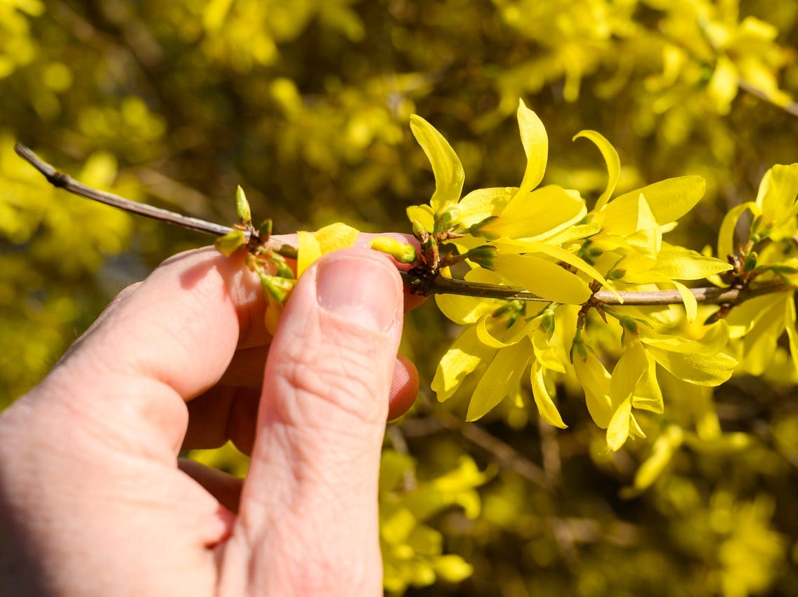 Forsythia - de quel type de plante s'agit-il et à quoi ressemble-t-elle ?