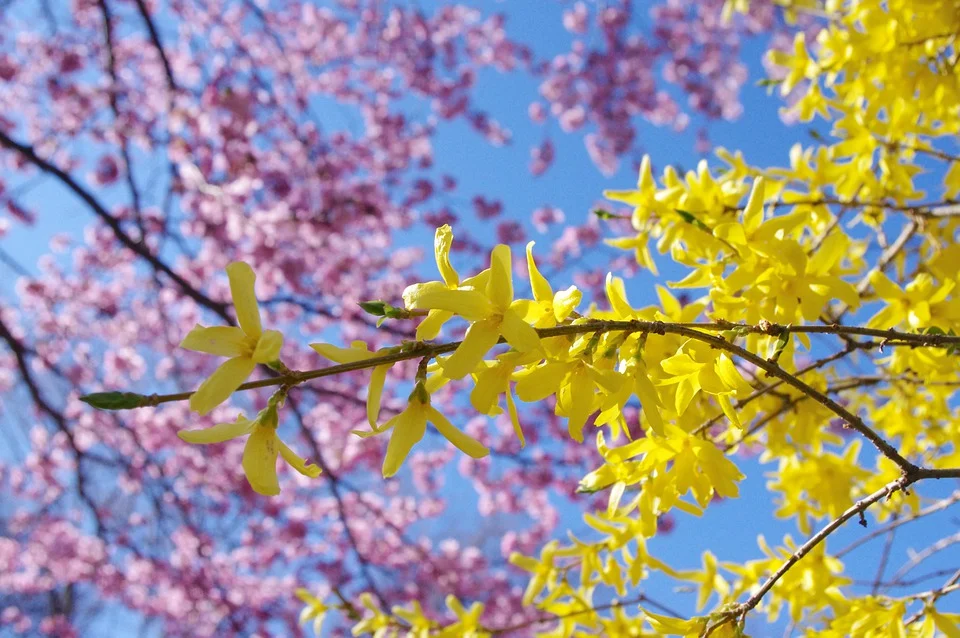 Come propagare la forsythia