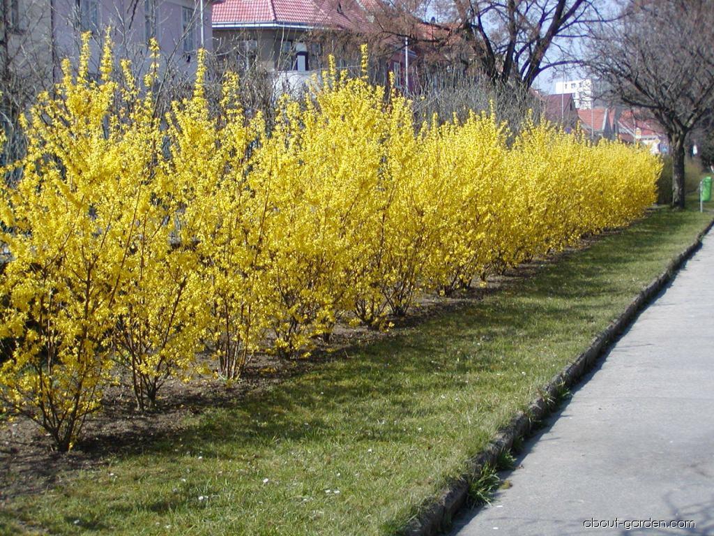 Quels sont les types de forsythia ?