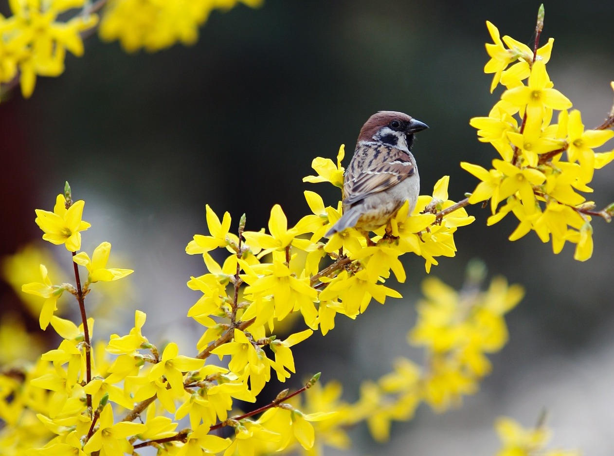 Buisson de Forsythia - Apprenez à Soigner et à Tailler la plante Forsythia