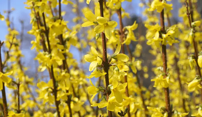 Qual è il miglior terreno per la forsythia?