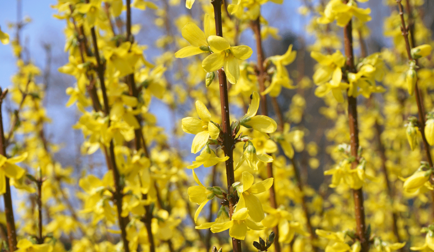 Quel est le meilleur sol pour le forsythia ?